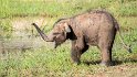 Ein junger Elefant spielt mit dem Wasser.