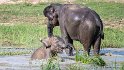 Nein, eine ganze Elefantenfamilie tümmelt sich im Wasserloch.