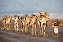 Die Salzkarawane, sehr früh am Tag ziehen die Kamele zu den Salzarbeitern um am Abend beladen zurückzukehren. Erst nach Zahlung von einem Trinkgeld dürfen wir Fotos machen.
