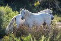 Typisch für die Region, das Camargue-Pferd, sie werden in einem Wilden Gestüt gezüchtet und sind meistens Schimmel. Seine Hufe sind überdurchschnittlich groß, um ein Einsinken im Sumpf zu verhindern, sie gelten als sehr widerstandsfähig und genügsam.